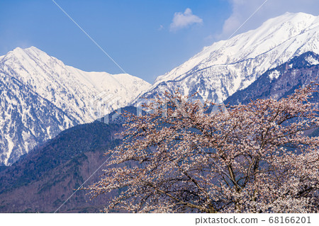 [長野縣]北雪阿爾卑斯山和櫻花大町市 68166201