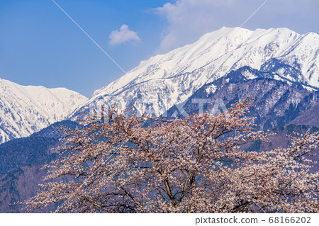[Nagano Prefecture] Northern Snow Alps and Cherry Blossoms Omachi City 68166202