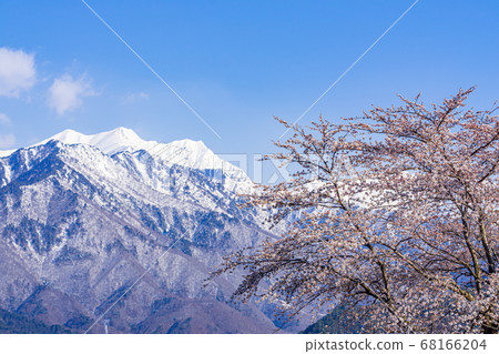 [Nagano Prefecture] Northern Snow Alps and Cherry Blossoms Omachi City 68166204