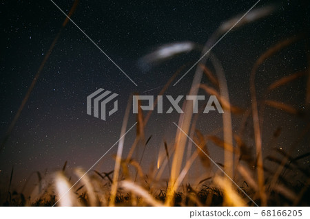 Belarus. 17 July 2020. Comet Neowise C 2020 F3 Shines Bright In The Night Starry Sky Above Young Wheat Field. Night Stars Above Summer Agricultural Field In July Month. Comet At A Distance Of 104 68166205