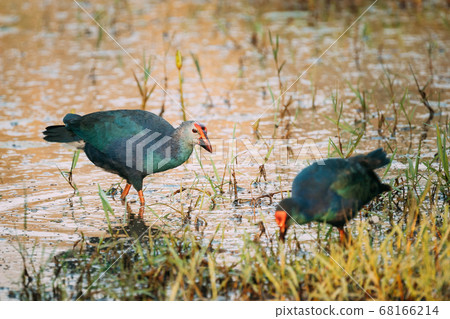 Goa, India. Two Grey-headed Swamphen Birds In Morning Looking For Food In Swamp. Porphyrio Poliocephalus Goa, India. Two Grey-headed Swamphen Birds In Morning Looking For Food In Swamp. Porphyrio Poliocephalus 68166214
