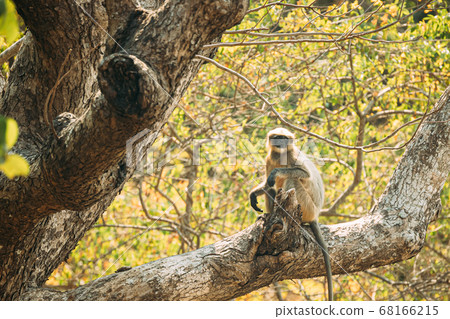 Kanica, Goa, India. Gray Langur Monkey Sitting On Branch Of Tree Kanica, Goa, India. Gray Langur Monkey Sitting On Branch Of Tree 68166215