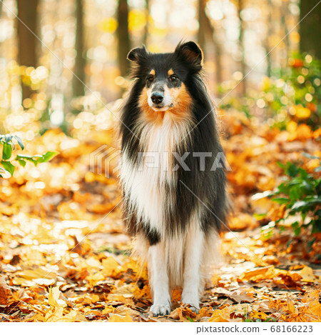Tricolor Rough Collie, Funny Scottish Collie, Long-haired Collie, English Collie, Lassie Dog Outdoors In Autumn Day. Portrait Tricolor Rough Collie, Funny Scottish Collie, Long-haired Collie, English Collie, Lassie Dog Outdoors In Autumn Day. Portrait 68166223