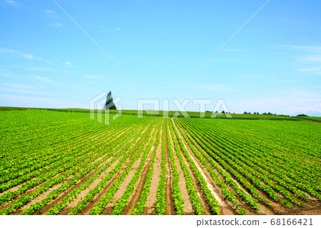 Blue sky and potato fields in Biei 68166421