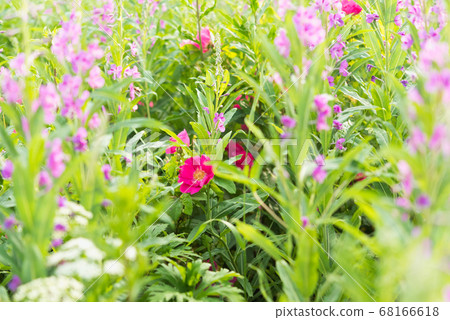Summer blossom in the wild field. Rosa rugosa (Japanese rose) grows in the thicket of fireweed / rosebay willowherb (Chamaenerion angustifolium). Surroundings of St. Petersburg, Russia Summer blossom in the wild field. Rosa rugosa (Japanese rose) grows in the thicket of fireweed / rosebay willowherb (Chamaenerion angustifolium). Surroundings of St. Petersburg, Russia 68166618