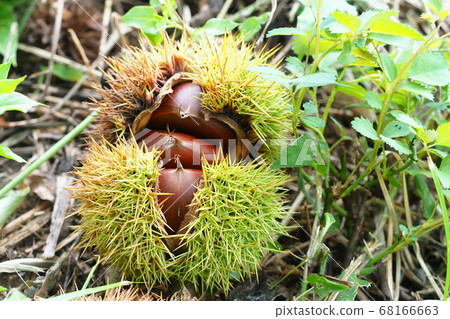 Chestnut Chestnut 68166663