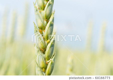 Aphids feed on an ear of barley. A macro photograph, selective focus. Aphids feed on an ear of barley. A macro photograph, selective focus. 68166773
