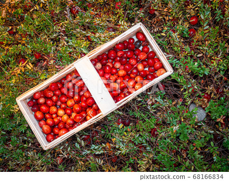 Large lingonberries in a wooden basket are located on top of green foliage. Fresh cranberry harvest top view 68166834