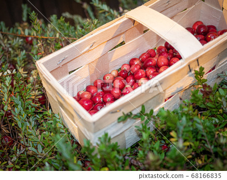 Large lingonberries in a wooden basket are located on top of green foliage. Fresh cranberry harvest 68166835
