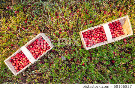 Large lingonberries in a wooden basket are located on top of green foliage. Fresh cranberry harvest top view 68166837