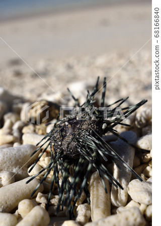 Tokliganga gazemodoki washed ashore on the coast of Amami Oshima 68166840
