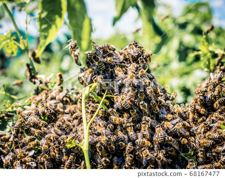 Honey Bees swarm at summer in the garden Honey Bees swarm at summer in the garden 68167477