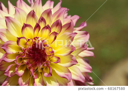 August Chofu 445 Dahlia, Asteraceae, Jindai Botanical Park August Chofu 445 Dahlia, Asteraceae, Jindai Botanical Park 68167580