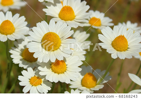 daisy flowers on the meadow in the park daisy flowers on the meadow in the park 68168243