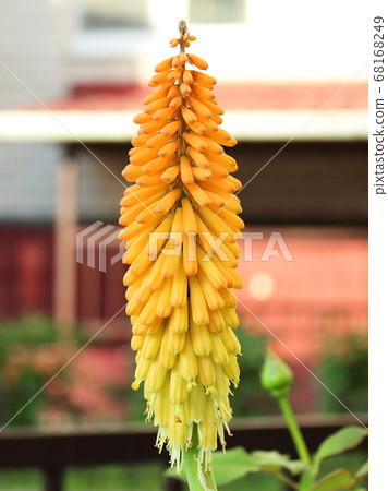 exotic yellow flower blooms in spring in the yard exotic yellow flower blooms in spring in the yard 68168249