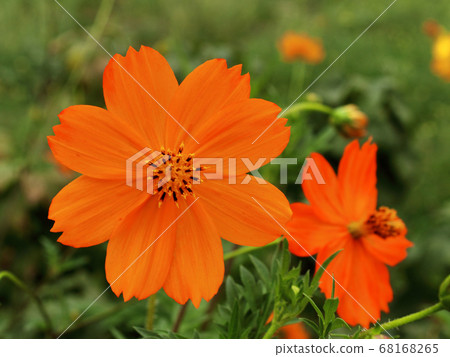 orange flower greeting card close-up blurred background orange flower greeting card close-up blurred background 68168265