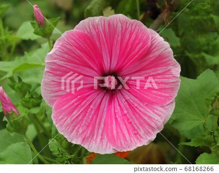 pink flower round bud close-up blurred background pink flower round bud close-up blurred background 68168266