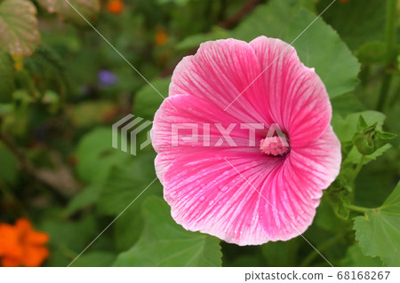 pink flower greeting card close-up blurred background pink flower greeting card close-up blurred background 68168267