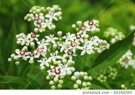 scattering of beautiful white flowers texture background scattering of beautiful white flowers texture background 68168269