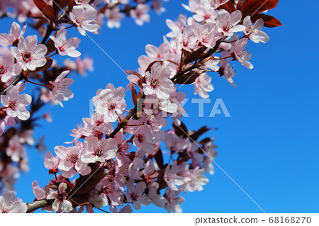 postcard spring mood fruit trees bloom white flowers postcard spring mood fruit trees bloom white flowers 68168270