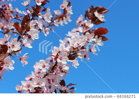 spring mood fruit trees bloom in white flowers spring mood fruit trees bloom in white flowers 68168271
