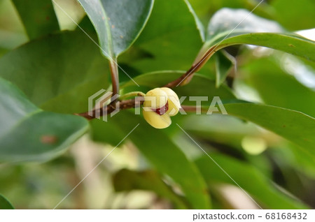 Male flower of psyllium 68168432