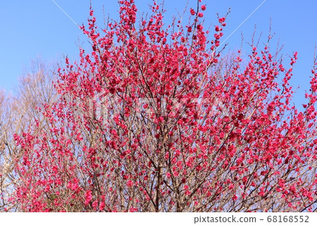 梅樹一朵花紅色李子 梅樹一朵花紅色李子 68168552