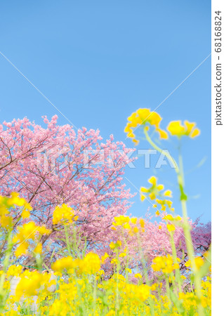 河津櫻花和強姦開花：在河津櫻花節（軟焦點） 68168824