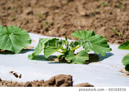Pumpkin Field 68168938