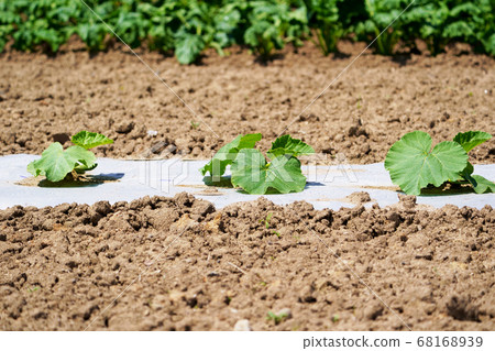Pumpkin Field 68168939