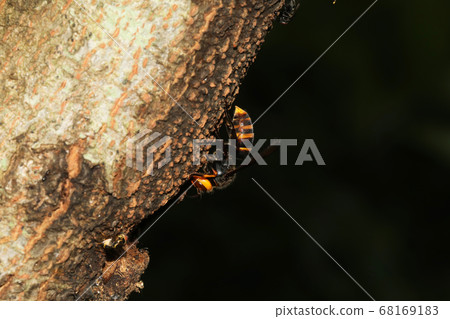 大虎頭蜂 68169183