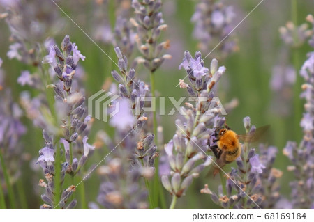 薰衣草田中吮吸甘露的蜜蜂 68169184