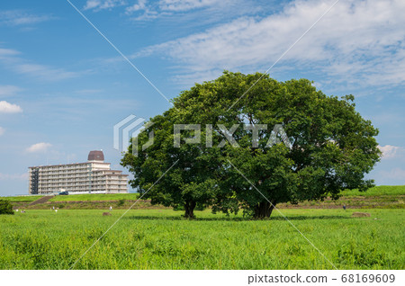 淀川河公園樹 淀川河公園樹 68169609