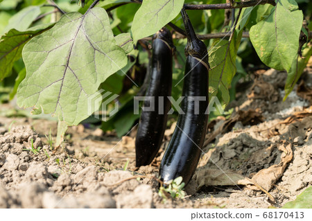 Eggplant of a field 68170413