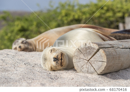 Sea Lions in sand lying on beach Galapagos Islands - Cute adorable Animals Sea Lions in sand lying on beach Galapagos Islands - Cute adorable Animals 68170416