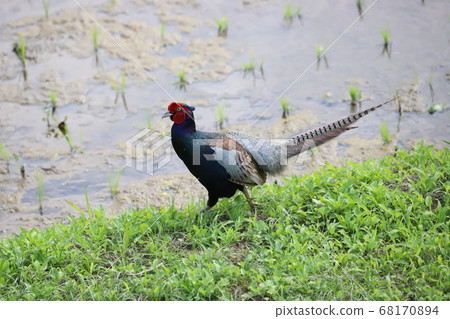 A pheasant walking on a rice field ridge 68170894