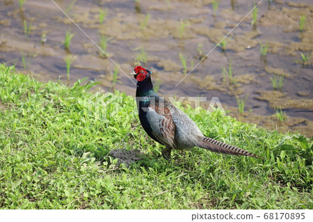 A pheasant walking on a rice field ridge 68170895