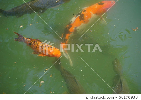 鯉魚 鯉魚 68170938
