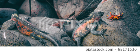 Galapagos Islands Christmas Iguana on Espanola Island, Galapagos. Male Marine Iguanas and Sally lightfoot crab. Panoramic banner of animals wildlife and nature on Galapagos islands, Ecuador 68171530