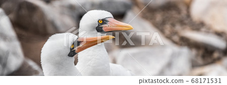Galapagos animals and wildlife - Nazca Booby. Panoramic banner of pair of Nazca boobies nesting, This bird is native to the Galapagos Islands, Ecuador, South America Galapagos animals and wildlife - Nazca Booby. Panoramic banner of pair of Nazca boobies nesting, This bird is native to the Galapagos Islands, Ecuador, South America 68171531