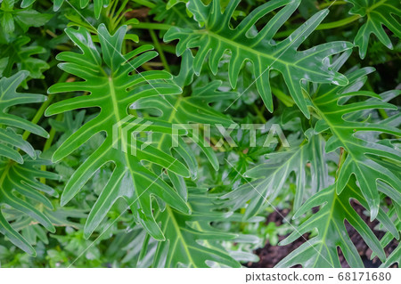 Philodendron xanadu in the garden, green tropical 68171680