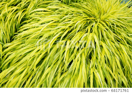 Castle Castle 68171761