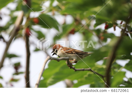 麻雀棲息在樹枝上 68172061
