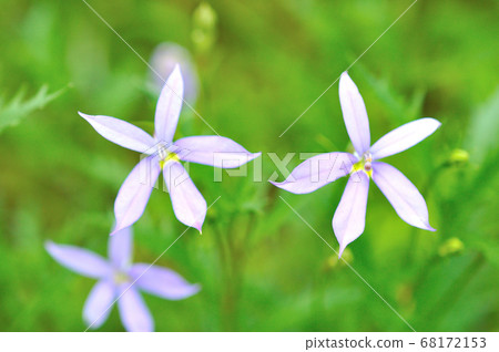 Wildflower Wildflower 68172153