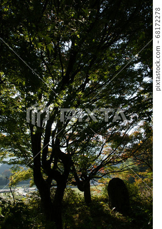 Tottori walk in the autumn Autumn leaves Tokoji Temple 68172278