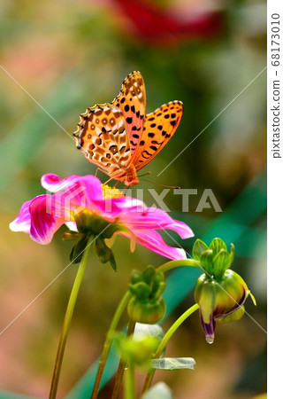廣島縣色拉高原花卉農場的大麗花和蝴蝶 廣島縣色拉高原花卉農場的大麗花和蝴蝶 68173010