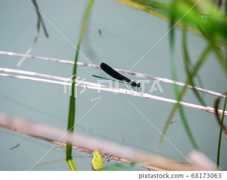 Waterside Hagro Dragonfly 09 Waterside Hagro Dragonfly 09 68173063