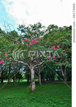 Lily of flowers Lily of flowers 68173069