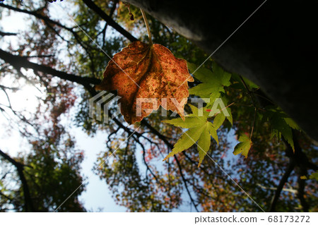 Tottori walk in the autumn Autumn leaves Tokoji Temple Tottori walk in the autumn Autumn leaves Tokoji Temple 68173272
