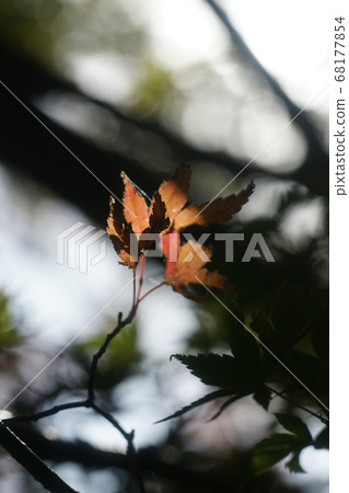 Tottori walk in the autumn Autumn leaves Tokoji Temple Tottori walk in the autumn Autumn leaves Tokoji Temple 68177854